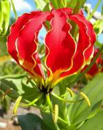 PARYAVARAAN Gloriosa Flame Lily Flowers Exotic Summer Bloom Flower Bulb Fire Lilies Pack Of 2 Bulbs