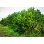 Cloud Farm Nagpur Mandarin Orange All Time Variety Grafted Santra Fruit Healthy Plants & Tree(1-1.5 Ft Size) CF_438