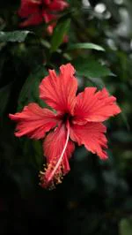 Zomoloco Flower Hibiscus Hybrid Plant - 150 Mm
