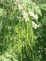 Plantzoin Drumstick tree Senjana Moringa oleifera Sajana Live Plant