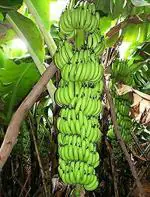 Earth Angels Banana Plant (Hybrid, Pack of 1)