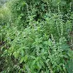 Kapebonavista Kapoor Holy Basil Kapoor Tulsi Basil Camphor Basil Ocimum kilimandscharicum Living Plant in Poly Bag