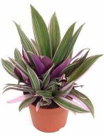 Platone Croton Plant (CP205)