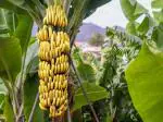 ONLINE PLANT BAZAR G-9 BANANA PLANT(PACK OF-1)