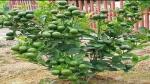 The Entacloo Lemon Plant Thai BARI 1 Malta Mosambi Sweet Lemon grafted fruit tree 1.6 feet live plant suitable for Bonsai