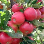 ONLINE PLANT BAZAR HRMN 99 APPLE PLANT(HOT CLIMATE)