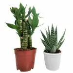 INDIAN FLORA : Lotus Bamboo + Aloe Tiki , Home Decor Plant , Natural Live Plant , Plastic Pot ,