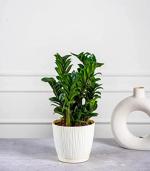 Nurturing Green Zz Plant Curly In Ivory Tide Self Watering Planters Pots