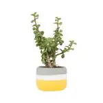 Ferns N Petals Jade Plant In Multicolor Ceramic Pot 2.5X3 inch