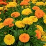 Jignisha Seeds Calendula Mix Hybrid Flower Seeds Pack Of 30