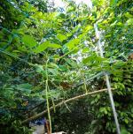 LJL Traders Plant Support Creeper and Plant Climbing Net for Agriculture - 9 Meter