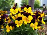 PARYAVARAAN Seeds - Pansy Yellow Flower Seeds Hybrid - Pansy Yellow Seeds Hybrid - Pansy Yellow Flower Plant Live for Home Gardening pack of 100 seeds