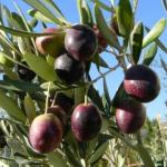 Online Plant Bazar Green Alltime Sweet Olive Plant Thai Varity Live Plant-So3