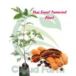 Cloud Farm Healthy Tamarind Thai Sweet Variety Imli Fruit Grafted Healthy Plant (1-1.5 Ft Size) Pack of 1 Healthy Plant SCF_01