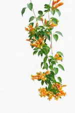 HariGuru Orange Flame Vine Plant, Orange trumpet Vine Plant, Flaming Trumpet Vine Plant - Creepers & Climbers Flower Plant Orange Bignonia Pyrostegia Venusta Bignonia Venusta Live Plant