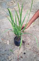 Sumit Greenery Live leman grass Medicinal Plant (Healthy Plant) come with 4 inch pot pack of 1