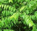 Dream mall Curry Leaves Natural Live Plant