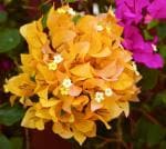 Online Plant Bazar Yellow Bougainvillea Paper Flower Plant