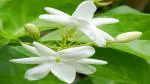 PLATONE jasminum grandiflorum plant, it is a plant not a seed(Pack Of1)