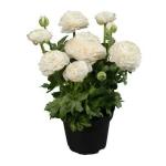 PARYAVARAAN Ranunculus White Flower Bulbs For Home Gardening pack of 5 bulbs in packet