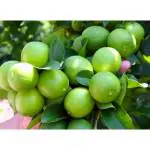 Cloud Farm All Time Healthy Thai Lemon Plants Healthy Hybrid All Season Hybrid Air Layering All Season Thai seedlees Lemon Plant Height 1.5-2 FT Pack Of 1 Healthy Plant,CF_T78