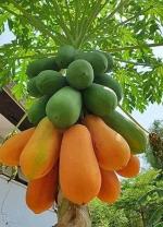 Tamransh Paudha Papaya Hybrid Fruit Seed, 35 Seeds