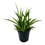 Hug A Plant Sansevieria Sansiam Moto - Live Plant For Indoor (Home & Garden)