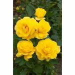 Cloud Farm 'Lady Banks' Yellow Rose Flower Plant 1 Grafted Rose Healthy Plant CF_964