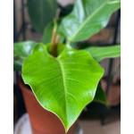 Little Jungle philodendron imperial green, plant