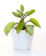 Dream mall Plant Live Patharchatta Plant