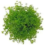Monte Carlo Plant - Aquatic Live Plant for Planted Aquarium (Mat/Portion Suitable for Foreground Plantation) (Small - 2inch x 2.5inch)