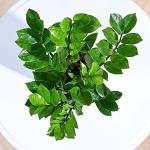 GREENLIVE TRADERS Air Purifying Plant