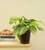 UGAOO Philodendron Brasil Oxycardium Variegated Plant With Self Watering Pot