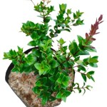 Ashokavanam Eugenia Boxleaf Plant