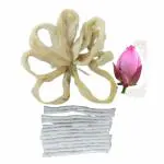 Vin Care Handmade Natural Thamarai Thandu Thiri / Lotus Wick for Pooja Home and Office / Pooja Wicks - Pack of 10 Pcs (Free White Cotton Wicks 130 APX)