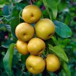 Globalplants pear plant Naspati plant grafted plant jj