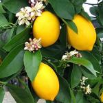 Cloud Farm Lemon plant tree Grafted Thai Variety Nimbu Plant paudha, Nimboo Hybrid Plant(Pack Of 1),CF_L41