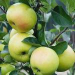 Cloud Farm Hybrid Geen Apple Granny Smith Apple Plant - 200 mm CF84