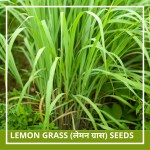 Farmgokart | 500 Seed Pack of LEMON GRASS SEEDS | Best Suitable For Terrace And Home Gardening