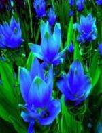 Plantogallery Green Curcuma Flower (Pack Of 2) (Blue) | Outdoor Decor| Lawn and Garden| Garden| | Home Accessory| Home Decors| Lawn Accessory| Garending Accessory| Curcuma Flower|