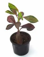 India Gardening Euphorbia grantii, Euphorbia umbellata Live Plant