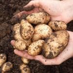 AYODvati true potato seeds (30seeds) Aalu ke beej for forming and Gardening