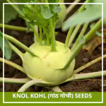 Farmgokart 200 Seed Pack of KNOL -KHOL SEEDS
