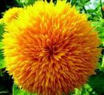 Green india Sunflower DBL Seed