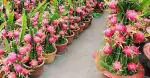 Cloud Farm Pink Dragon Fruit Healthy Plant[CF038]