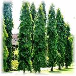 The Entacloo Ashok PlantAsok PlantLive Ashok Long Tree Plant, Saraca Asoca 1 Healthy Live Plant