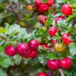 ONLINE PLANT BAZAR CHERRY FRUIT PLANT(PACK OF-1)