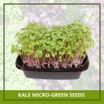 Farmgokart 600 Nos of KALE Microgreen Seeds | Best Suitable For Terrace And Home Gardening