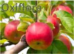 Oxiflora HRMN 99 apple Live Fruit Plant for Hot Climate Supporting All India Weather Grafted Tree from Shimla-Himachal Healthy and Delicious Fruit Plant for Your Garden - Pack of 1 K.Manali Apple Tree