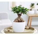 Garden Art White Ficus Ginseng Indoor Bonsai Live Plants Air Purifying Ceramic Flower Pots
